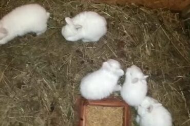 Baby Rabbits Part 2 - European giant rabbit and white new zealander