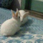 Cute rabbit playing