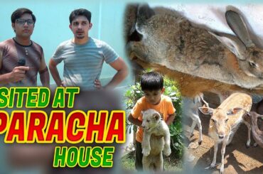 German Giant Rabbit Miniature horse Fallow Deer White lion Cube for sale at Pracha House Hindi/Urdu