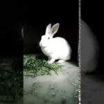 Cute Rabbit Feeding Time
