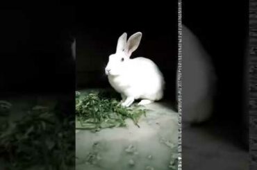 Cute Rabbit Feeding Time