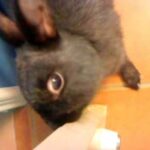 【My name is Oa 】吃門的兔子~cute rabbit~