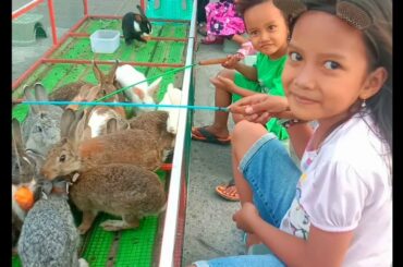 Mancing Kelinci Lucu Banget - Very Cute Rabbit Fishing