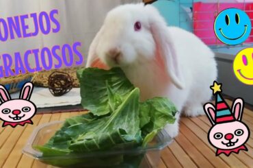 CONEJOS GRACIOSOS, LO MÁS! RECOPILACIÓN, FUNNY RABBIT, CUTE BUNNIES. 🐰😊