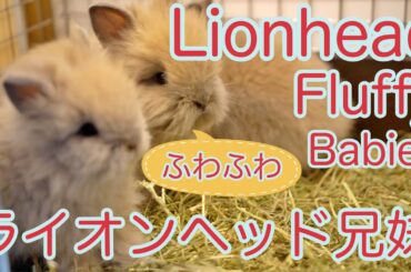 ライオンヘッドの赤ちゃん　お父さんはこぐまです　Cute Lionhead Baby Bunnies 40 days old