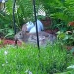 Part 1 - Wild Rabbit - Momma Bunny Making Nest For Babies