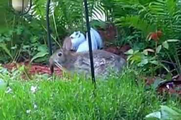 Part 1 - Wild Rabbit - Momma Bunny Making Nest For Babies