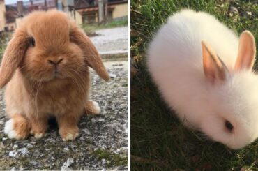 Cutest Bunny in The world 🌎 | Supper funniest pets | Animal Planet Ever #46