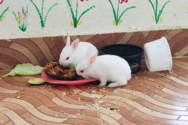 # 3 Baby Bunnies Eating Food along with their Parents | Super Cute Bunny Family