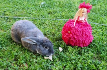 bunny tries to ignore this cute handmade doll