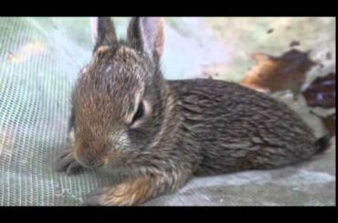 SNAKE AND BABY RABBIT