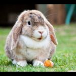 Bunny's Cute Video Compilation 2019 || Cute Rabbit Video Compilation 2019