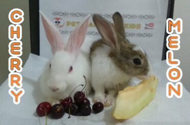 Rabbit eats sour cherry and melon - Rabbits romeo and juliet