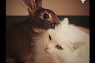 Cutest Little Chubby Rabbit Cuddles with Cat