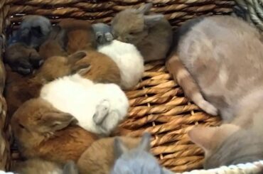 Kitten hops in basket full of baby bunnies