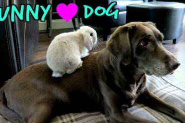 Marshmallow My Cute Holland Lop Bunny Playing With My Dog + Bunny Playing In Snow