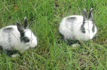 rabbit cute video bunny videos cute