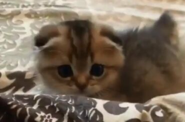 Funny Baby Animals Compilation - Cutest Animals Ever