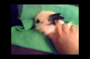 Cuddly Lionhead bunny, Cute sleepy baby rabbit ready to be cuddle, huskerbunnies