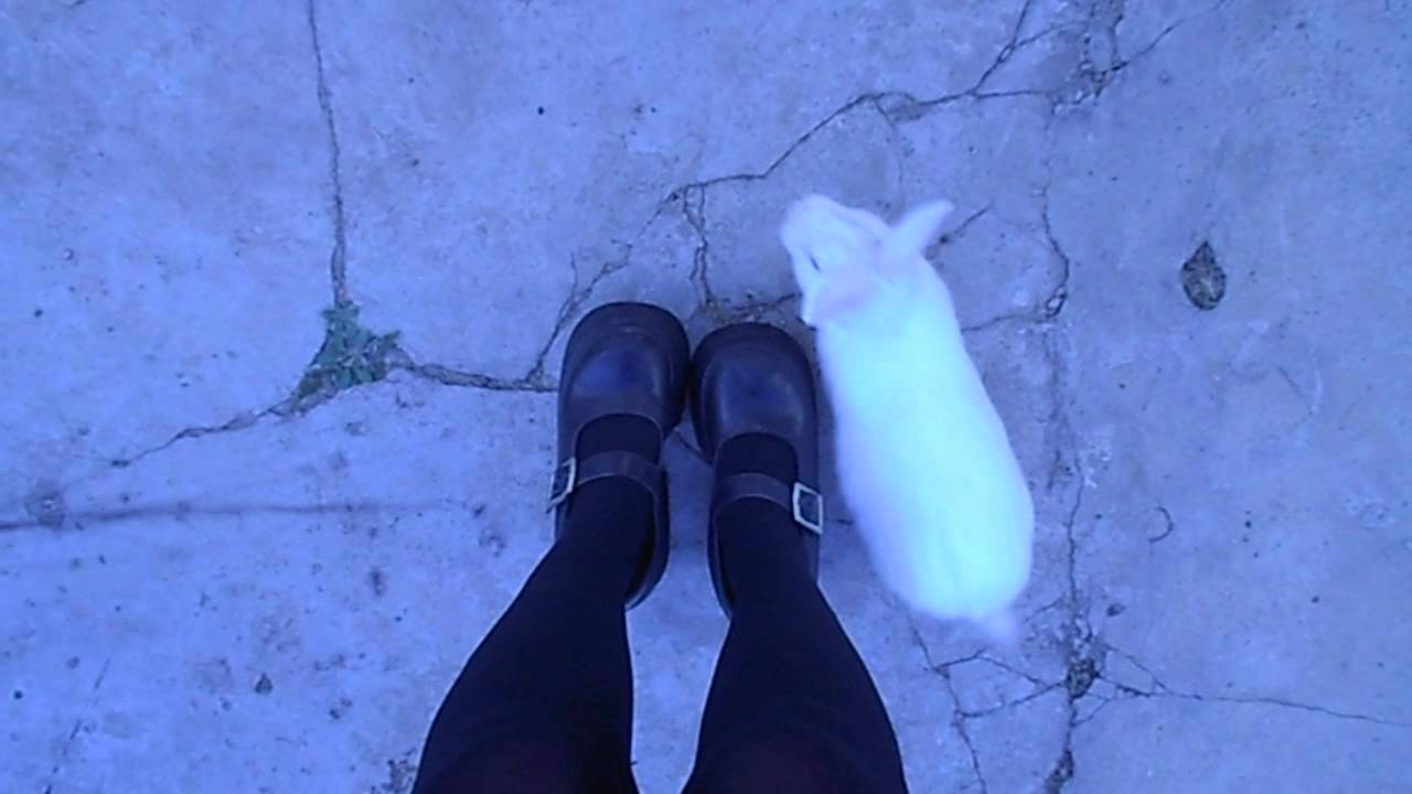 兎用心棒  ♥ 可愛い  ☆  ♡ (●´ω｀●)ゞ ♥ Cute bunny jumping ♥