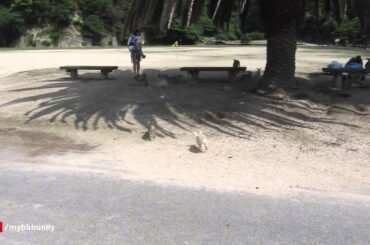 Vampire Bunnies on Japan's Rabbit Island!