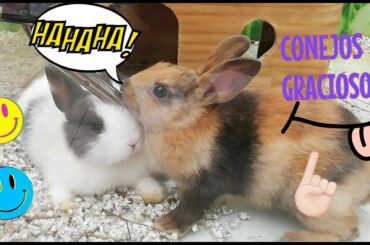 CONEJOS GRACIOSOS, RECOPILACIÓN, funny rabbits, cute BUNNIES compilation . 🐰🐰