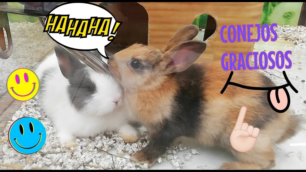 CONEJOS GRACIOSOS, RECOPILACIÓN, funny rabbits, cute BUNNIES compilation . 🐰🐰