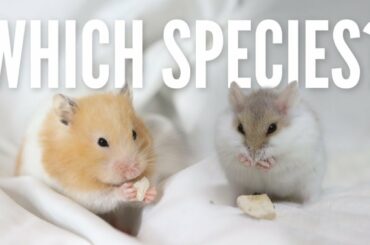 What is the BEST beginner hamster?