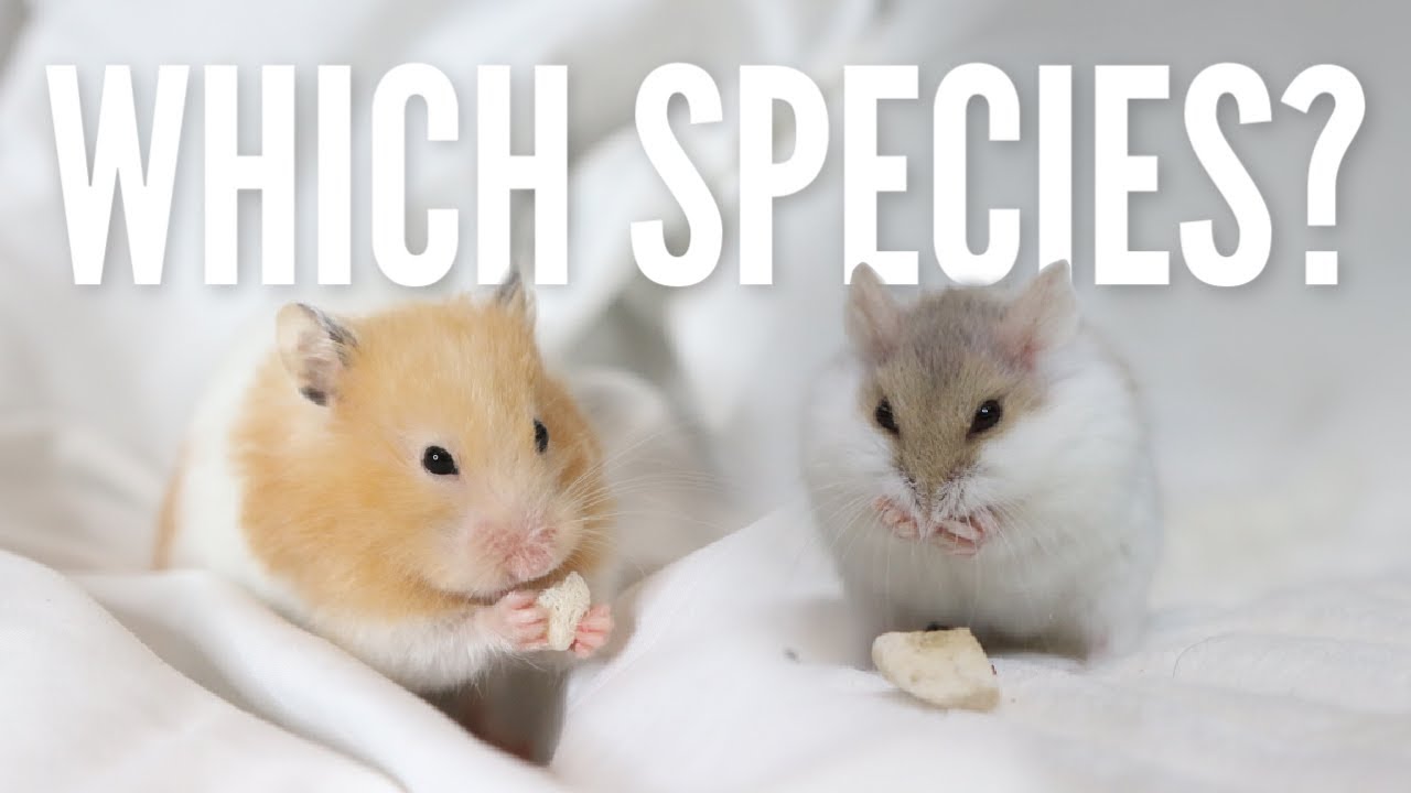 What is the BEST beginner hamster?