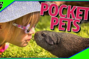 Pocket Pets - 10 Best Small Furry Pets