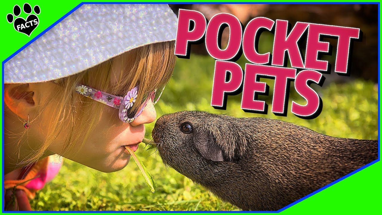 Pocket Pets - 10 Best Small Furry Pets