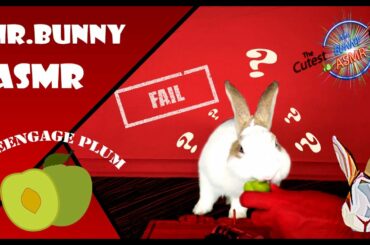 Mr.BUNNY BITES MY FINGER | ASMR FAIL VIDEO GREENGAGE PLUM MUKBANG #MrBunnyASMR