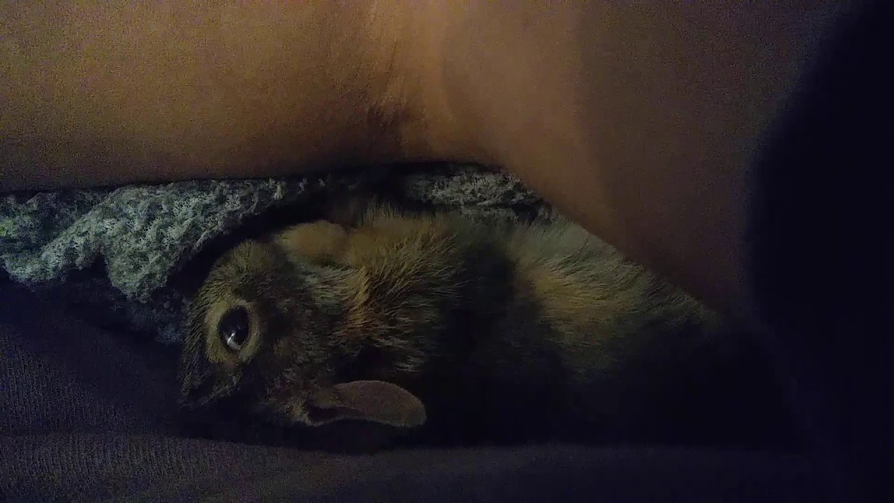 Booboo 8wk old cottontail rabbit flops for a belly rub