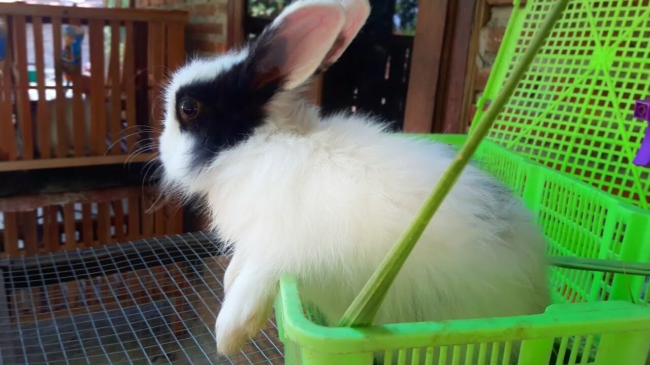 So cute rabbit 🐰🐰