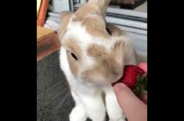 Rabbit Eating Strawberries  (Cute Rabbit Eating Strawberries  )