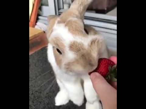 Rabbit Eating Strawberries  (Cute Rabbit Eating Strawberries  )