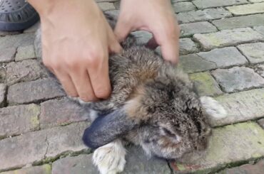 Cute rabbit love massage.