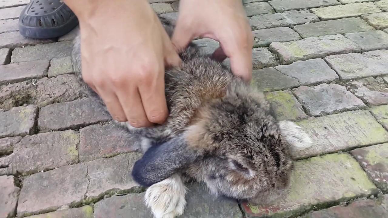 Cute rabbit love massage.