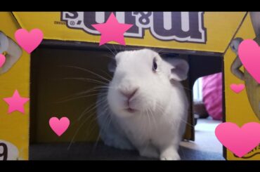 Funny Bunny Compilation Lizzie The Bunny 2018 Cute Rabbit