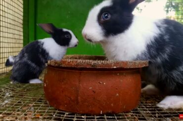 Cute Rabbits Eating