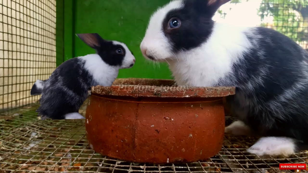 Cute Rabbits Eating