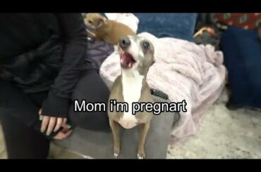 Bunny is here but Kermit is jealous