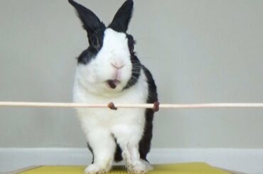 Rabbit eating raisins for the first time! ASMR