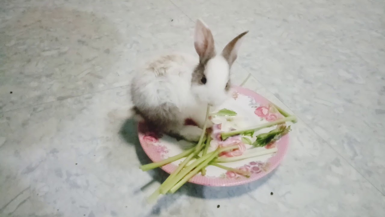 Rabbit smart | What does a little rabbit look like when she has a salad ? | Rabbit Baby Kiki