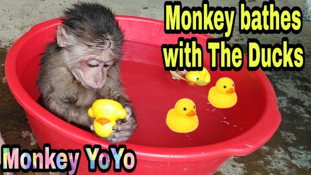 Monkey yoyo bathes with the ducks | Monkey Baby Yoyo |