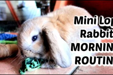Mini Lop Rabbit Morning Routine #MINILOP Rabbit Morning Routine