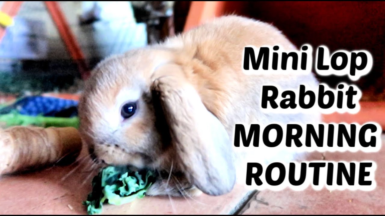Mini Lop Rabbit Morning Routine #MINILOP Rabbit Morning Routine