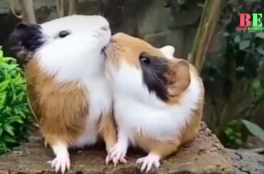 Cute Rabbits - Funny Rabbit Videos Compilation | ওয়ান্ডারফুল খরগোশ