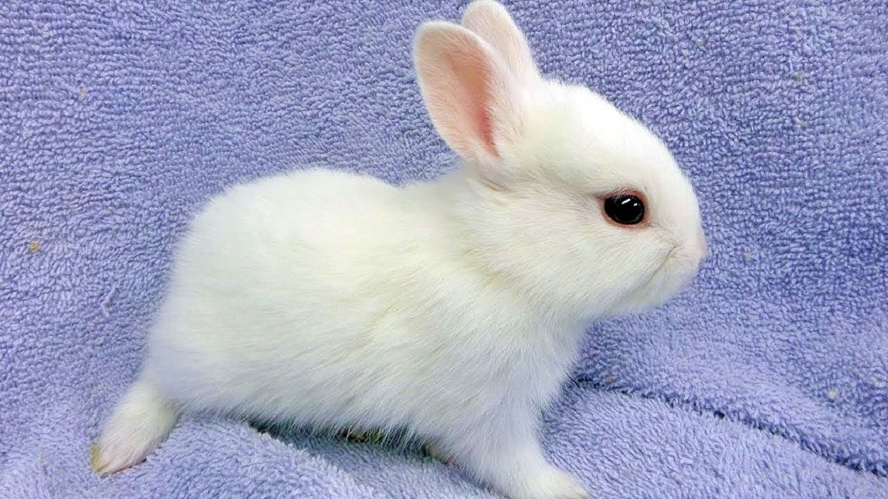 Cute Rabbits – Funny Rabbit Videos – Cute Bunny Rabbit Video – Funny Bunnies & Baby Rabbits