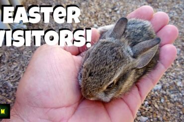 World's Smallest Rabbits?